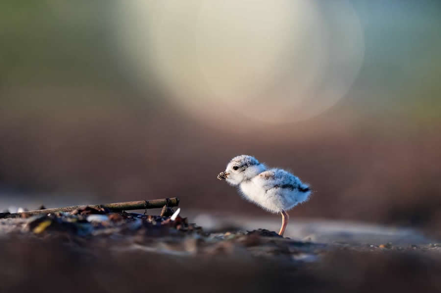 Nature and Wildlife Photography by Van Lam