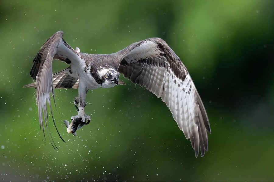 Nature and Wildlife Photography by Van Lam