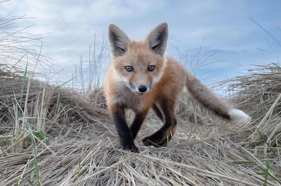 Nature and Wildlife Photography by Van Lam