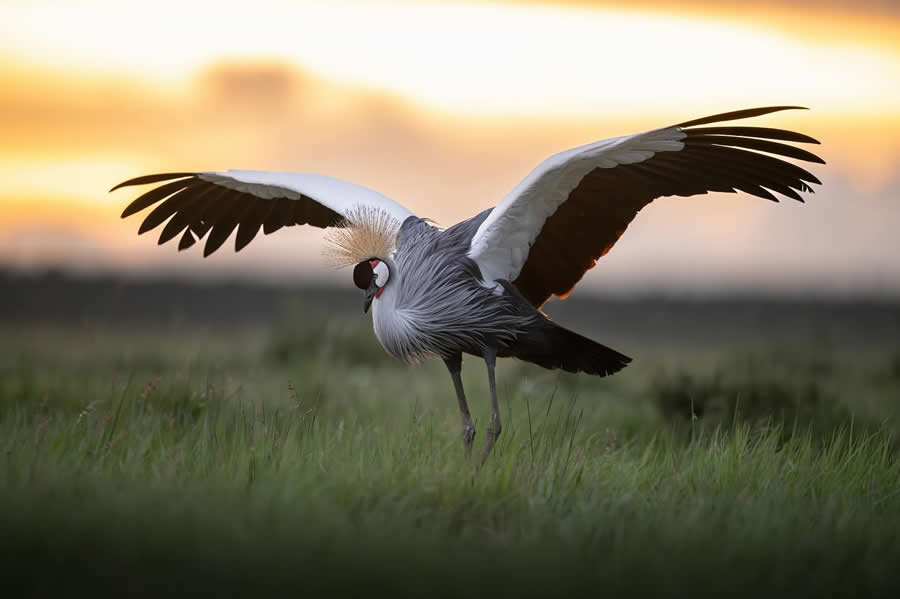 Nature and Wildlife Photography by Van Lam