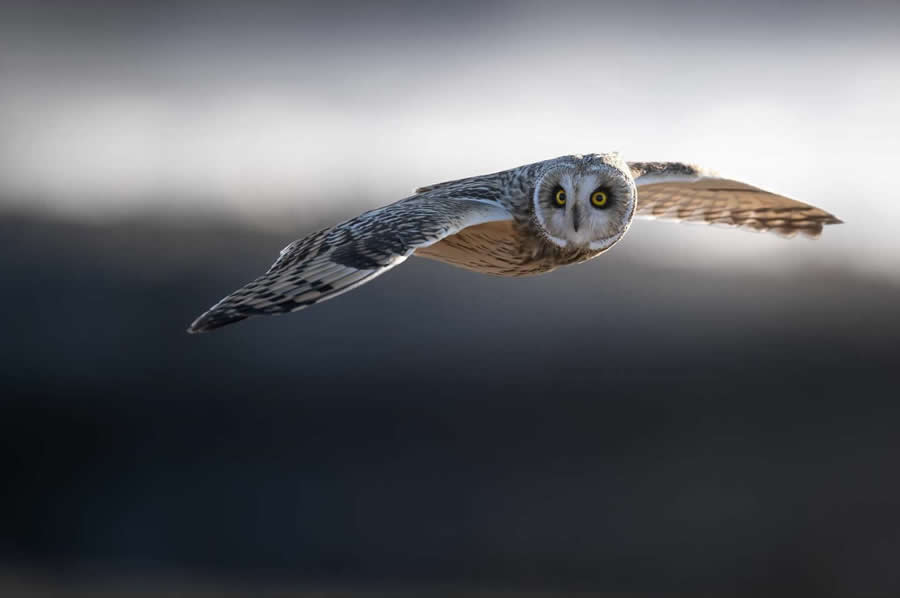 Nature and Wildlife Photography by Van Lam