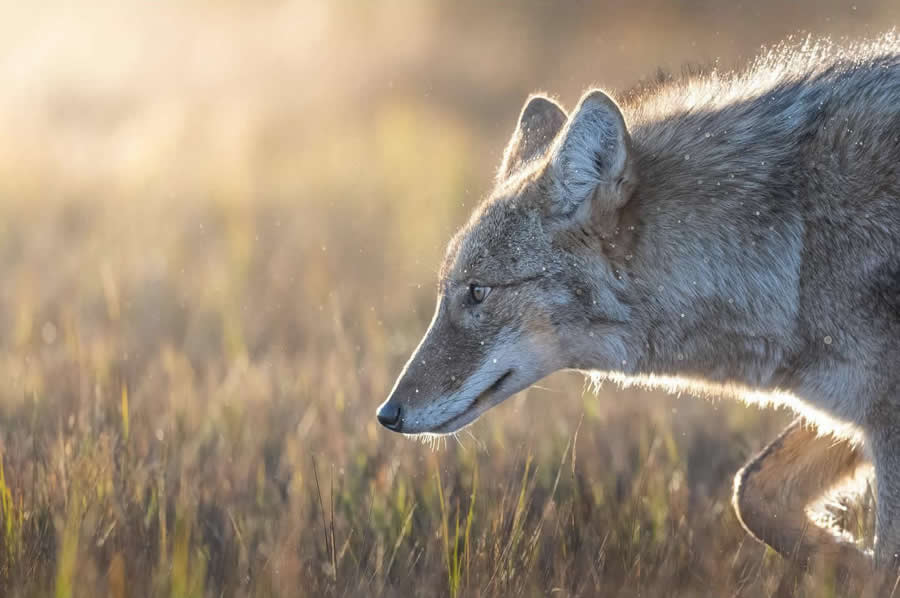 Nature and Wildlife Photography by Van Lam