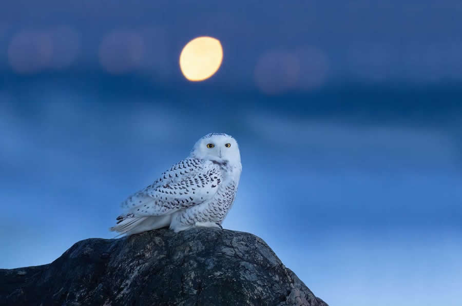 Nature and Wildlife Photography by Van Lam