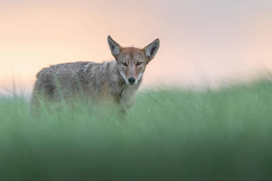 Nature and Wildlife Photography by Van Lam