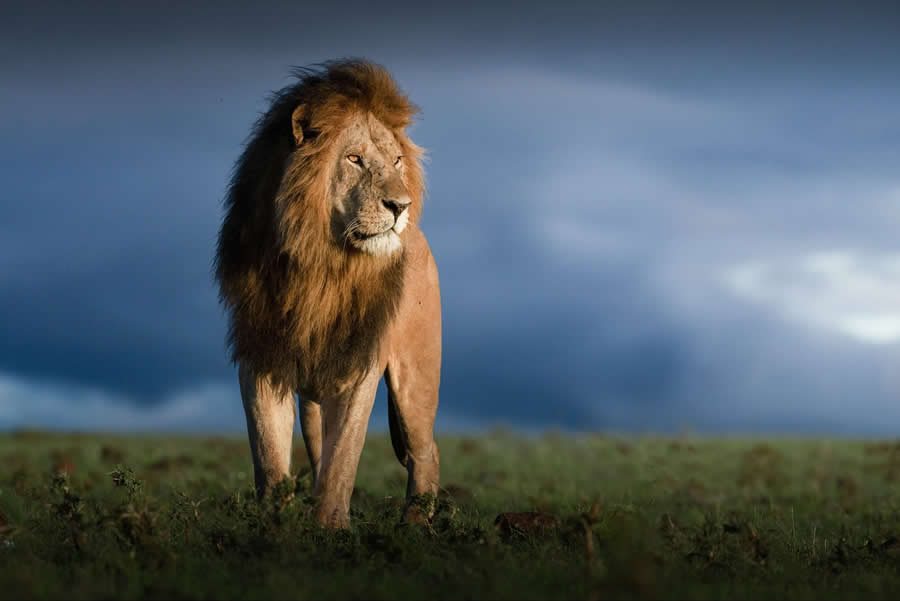 Nature and Wildlife Photography by Van Lam