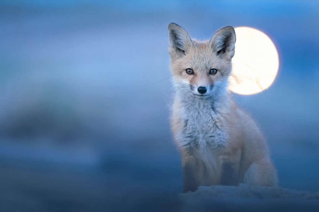 Nature and Wildlife Photography by Van Lam
