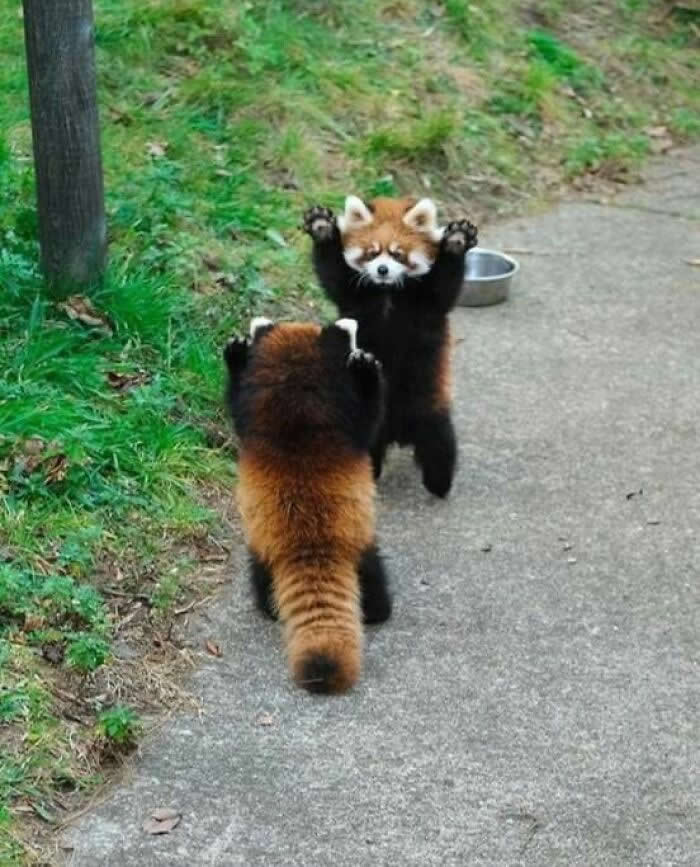 Irresistible Animal Moments That Capture Pure Joy and Mischief