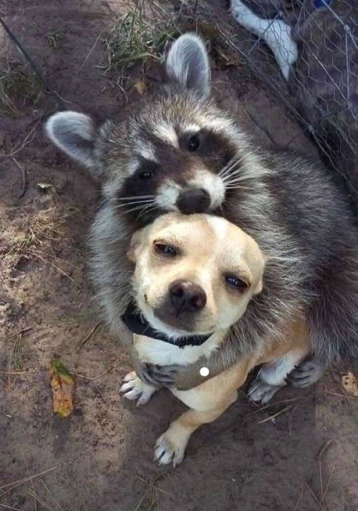 Irresistible Animal Moments That Capture Pure Joy and Mischief