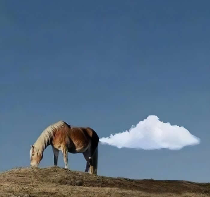 Irresistible Animal Moments That Capture Pure Joy and Mischief