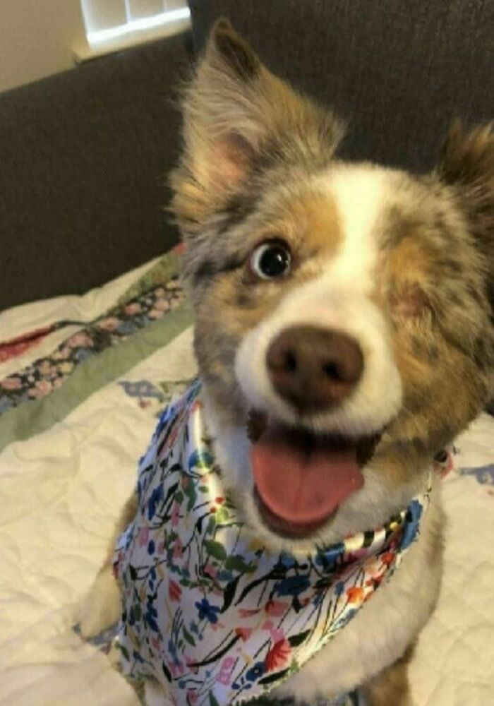 Irresistible Animal Moments That Capture Pure Joy and Mischief