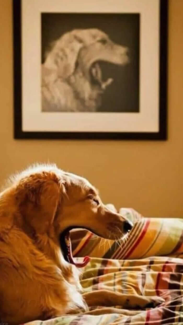 Irresistible Animal Moments That Capture Pure Joy and Mischief