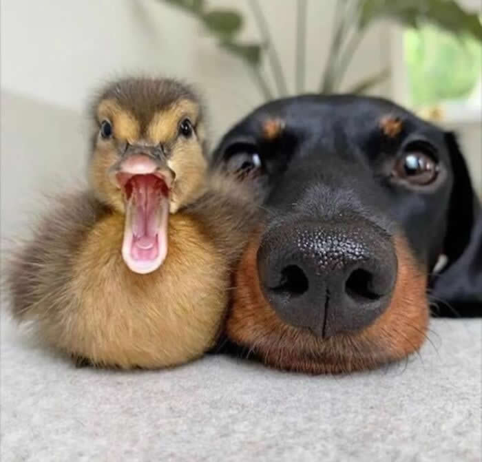 Irresistible Animal Moments That Capture Pure Joy and Mischief