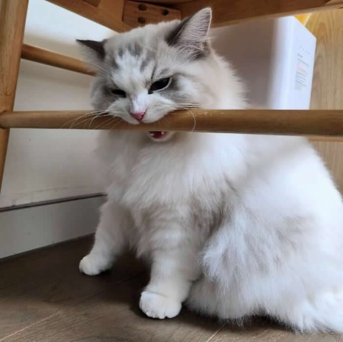 Irresistible Animal Moments That Capture Pure Joy and Mischief
