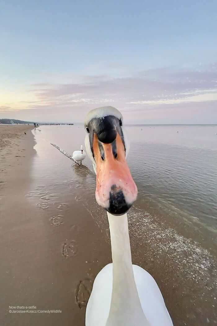 Irresistible Animal Moments That Capture Pure Joy and Mischief