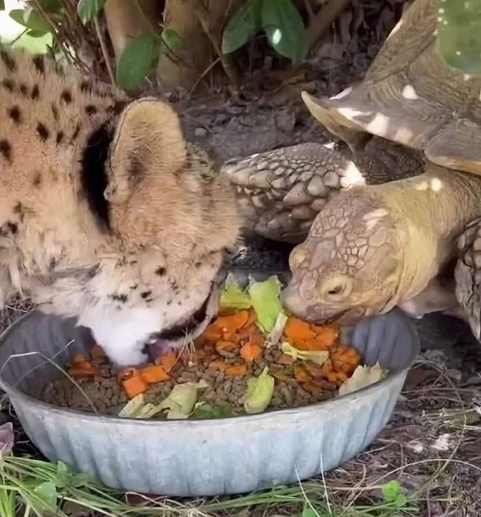 Irresistible Animal Moments That Capture Pure Joy and Mischief