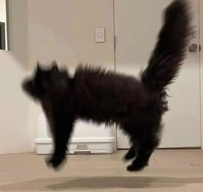 Irresistible Animal Moments That Capture Pure Joy and Mischief