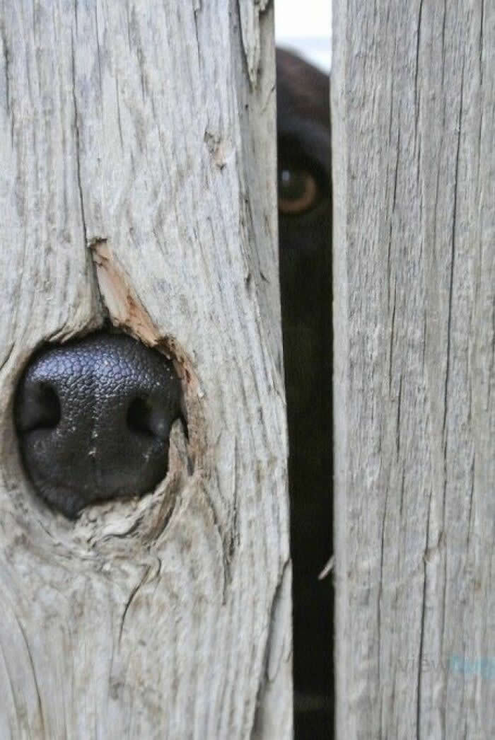 Irresistible Animal Moments That Capture Pure Joy and Mischief