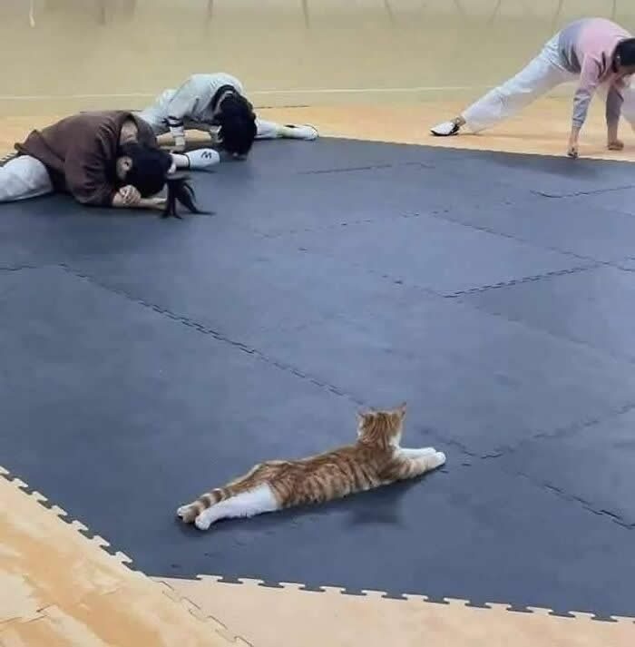 Irresistible Animal Moments That Capture Pure Joy and Mischief