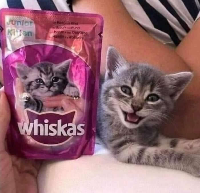 Irresistible Animal Moments That Capture Pure Joy and Mischief