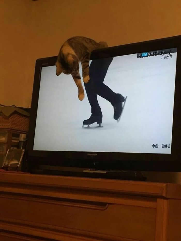 Irresistible Animal Moments That Capture Pure Joy and Mischief