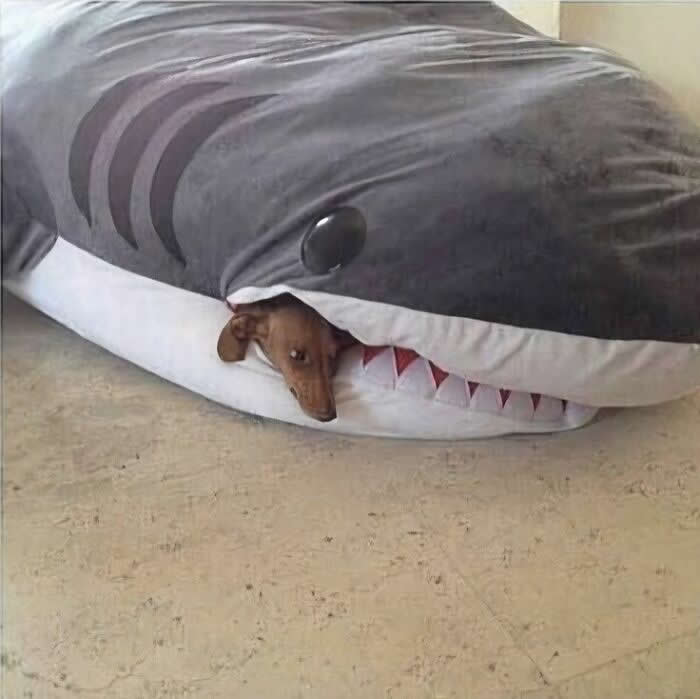 Irresistible Animal Moments That Capture Pure Joy and Mischief