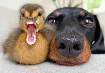 Irresistible Animal Moments That Capture Pure Joy and Mischief