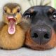 Irresistible Animal Moments That Capture Pure Joy and Mischief