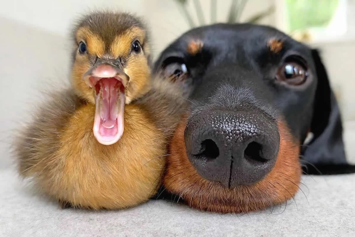 Irresistible Animal Moments That Capture Pure Joy and Mischief