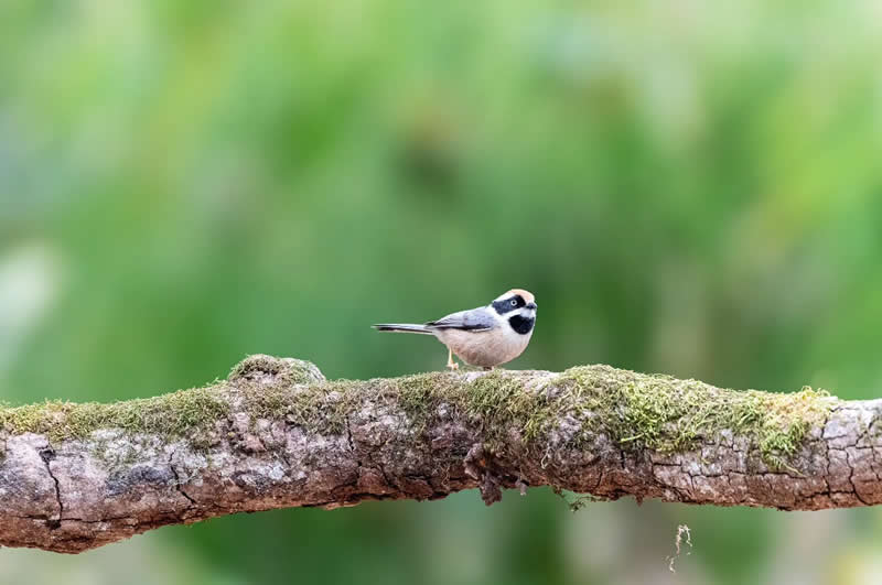 Rarest Bird Black-Throated Bushtit Photos