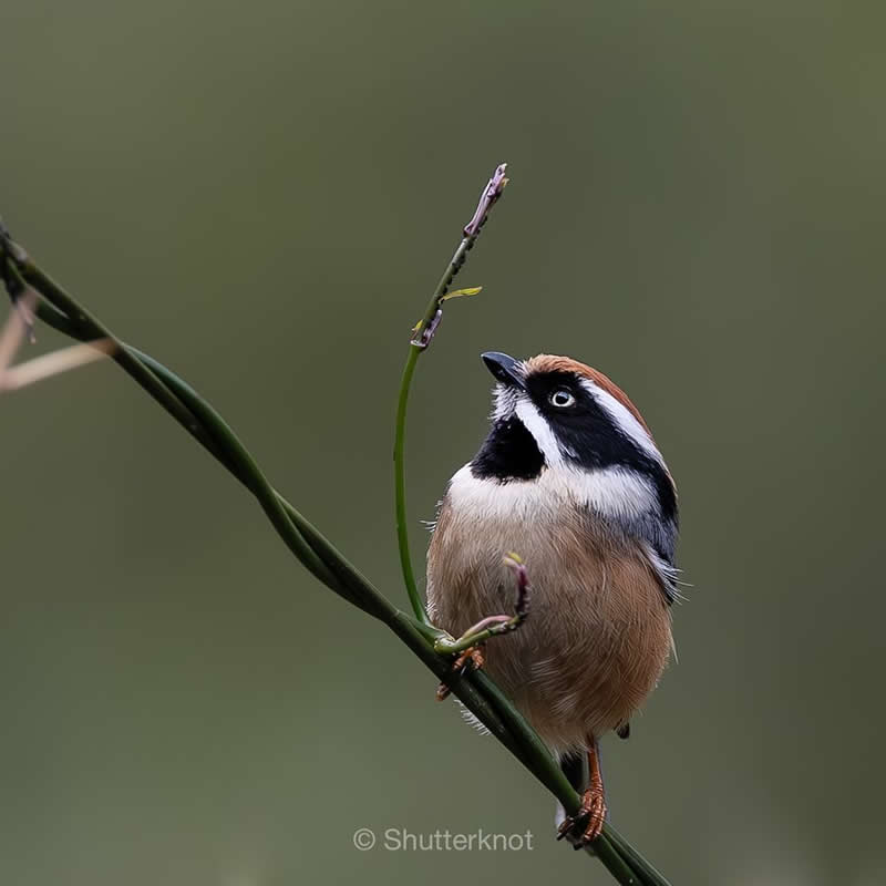 Rarest Bird Black-Throated Bushtit Photos