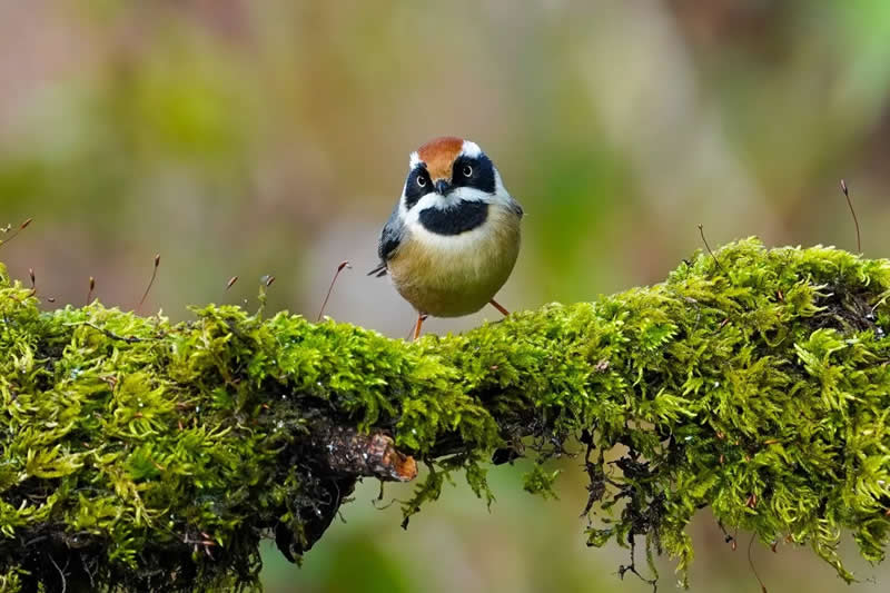 Rarest Bird Black-Throated Bushtit Photos