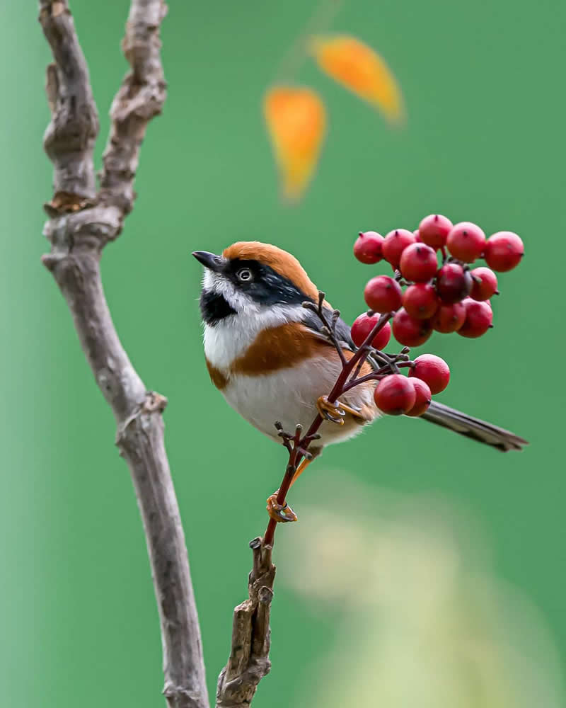 Rarest Bird Black-Throated Bushtit Photos