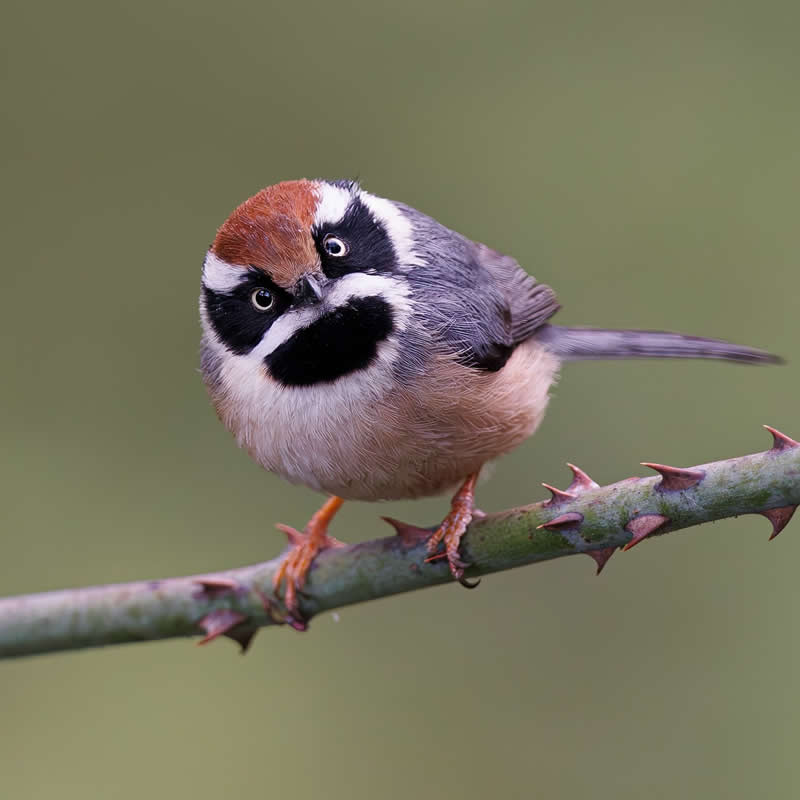 Rarest Bird Black-Throated Bushtit Photos