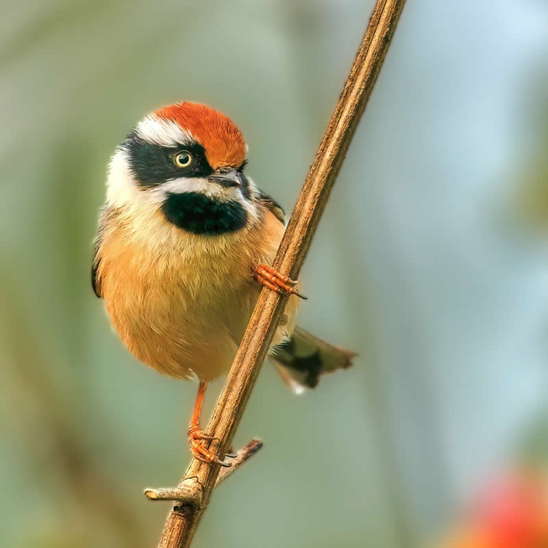 Rarest Bird Black-Throated Bushtit Photos
