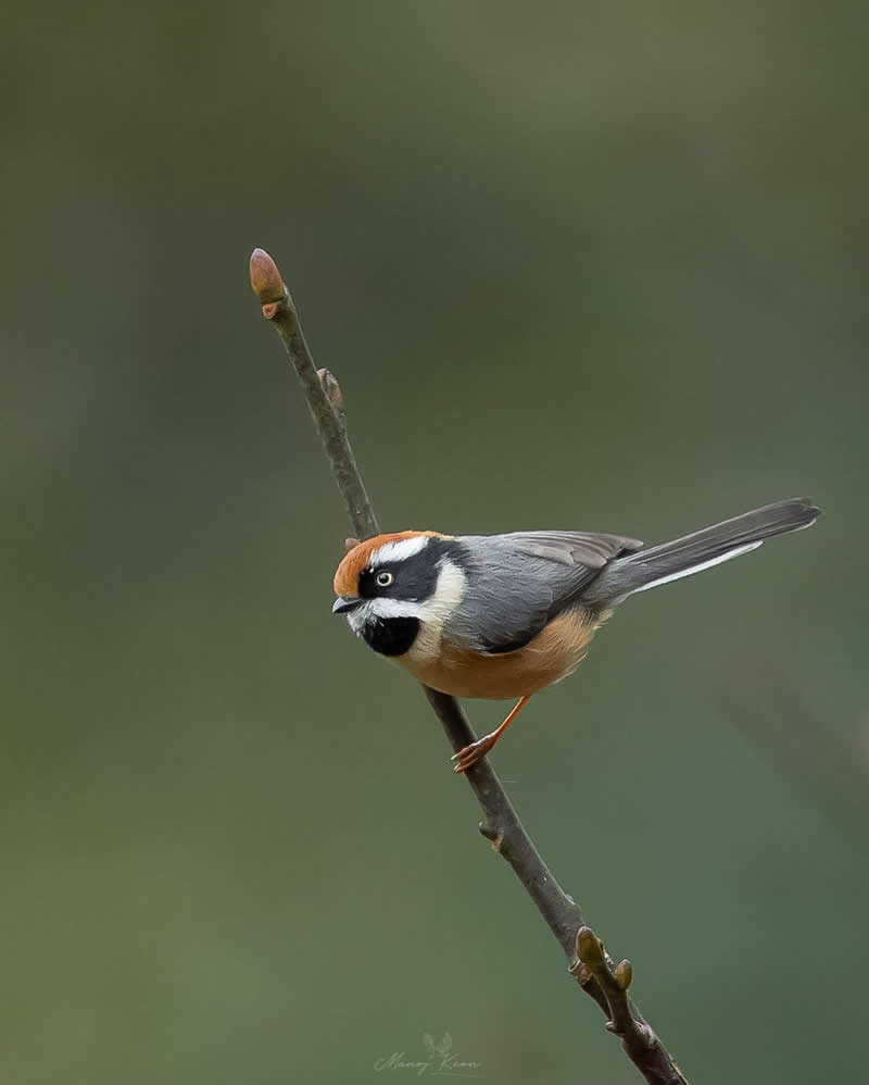 Rarest Bird Black-Throated Bushtit Photos