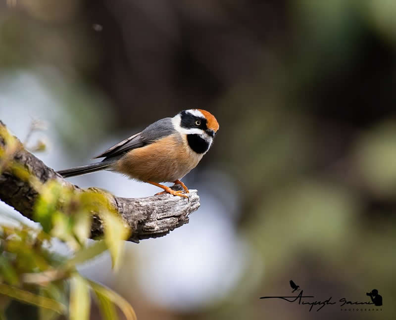 Rarest Bird Black-Throated Bushtit Photos