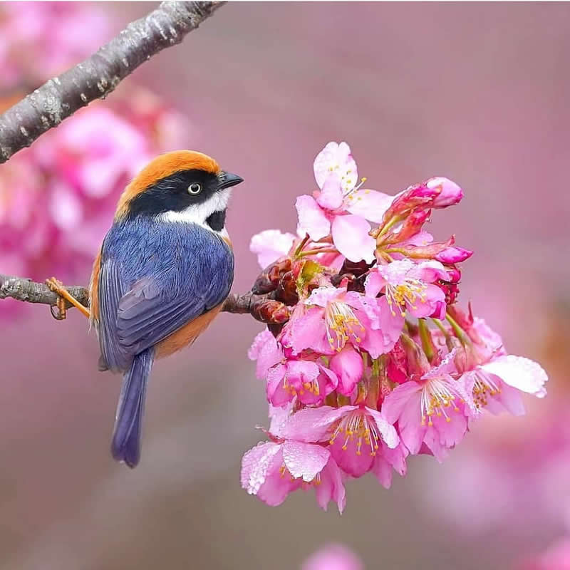 Rarest Bird Black-Throated Bushtit Photos