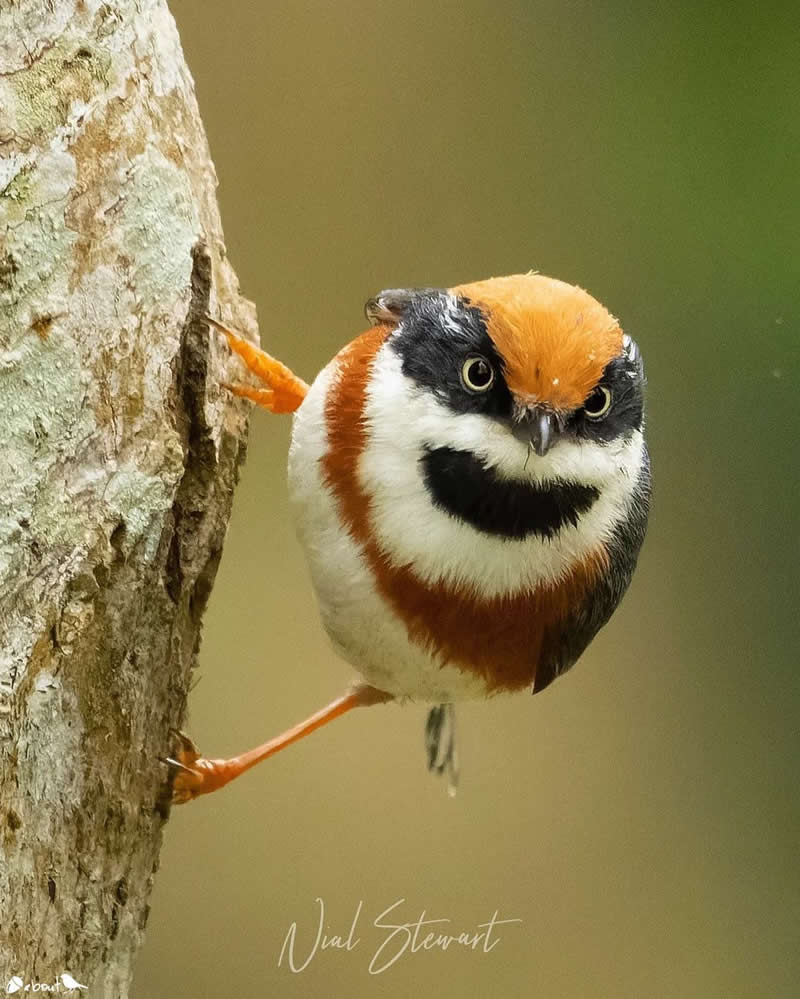 Rarest Bird Black-Throated Bushtit Photos