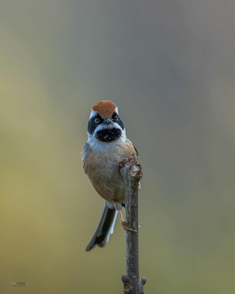 Rarest Bird Black-Throated Bushtit Photos