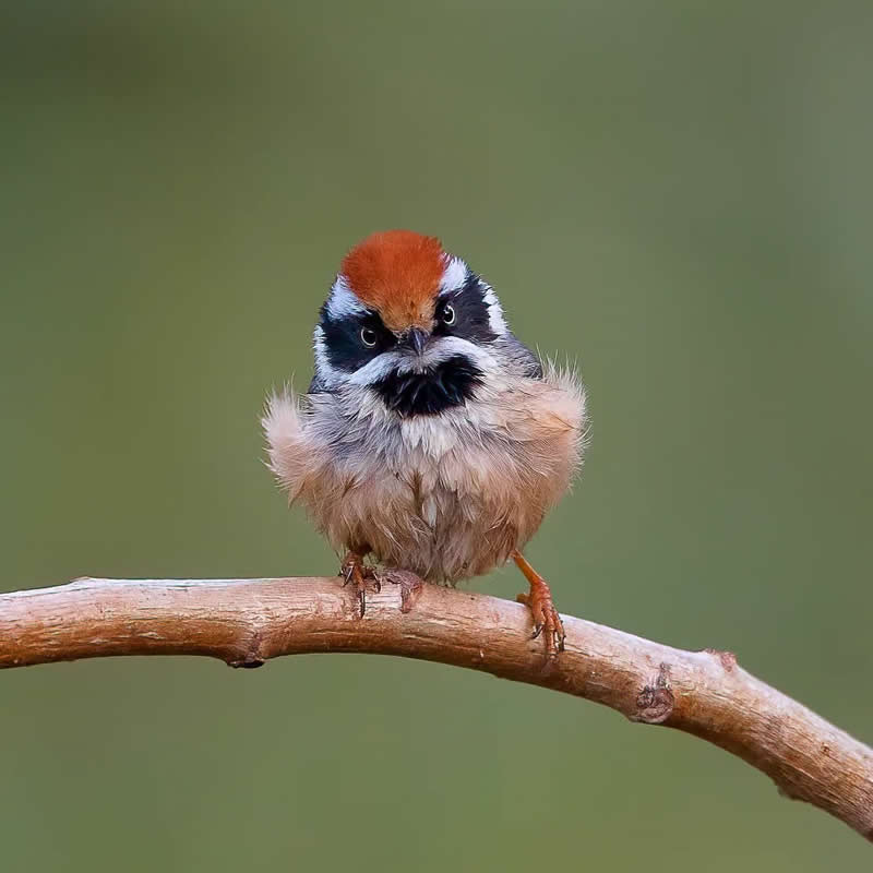 Rarest Bird Black-Throated Bushtit Photos