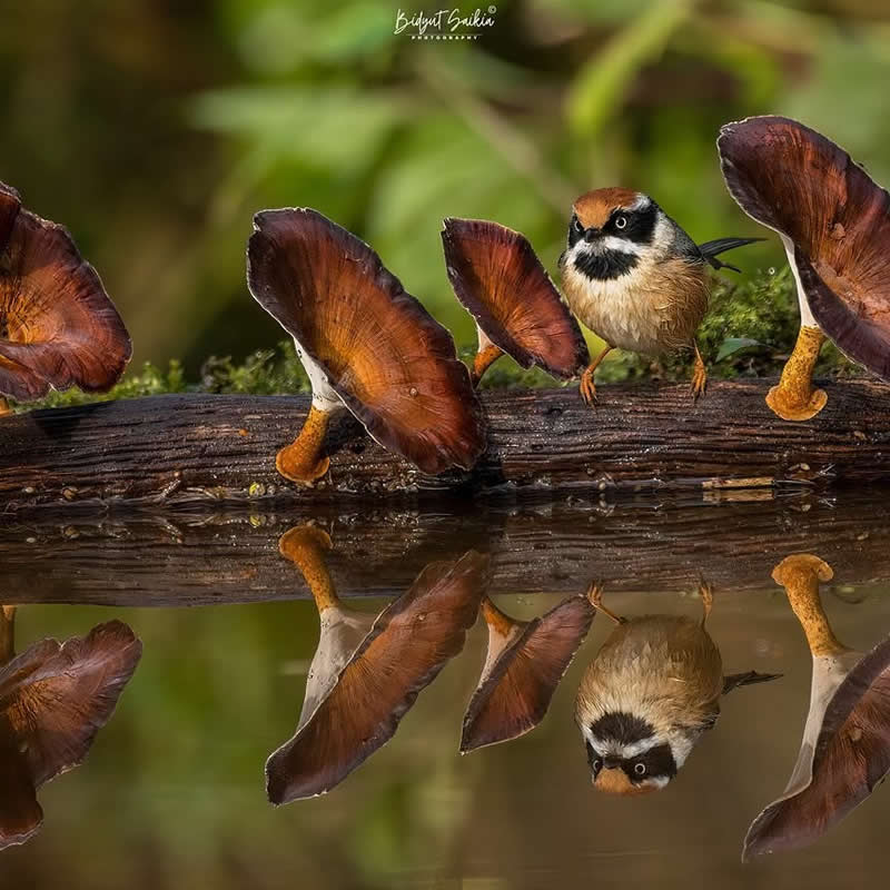 Rarest Bird Black-Throated Bushtit Photos