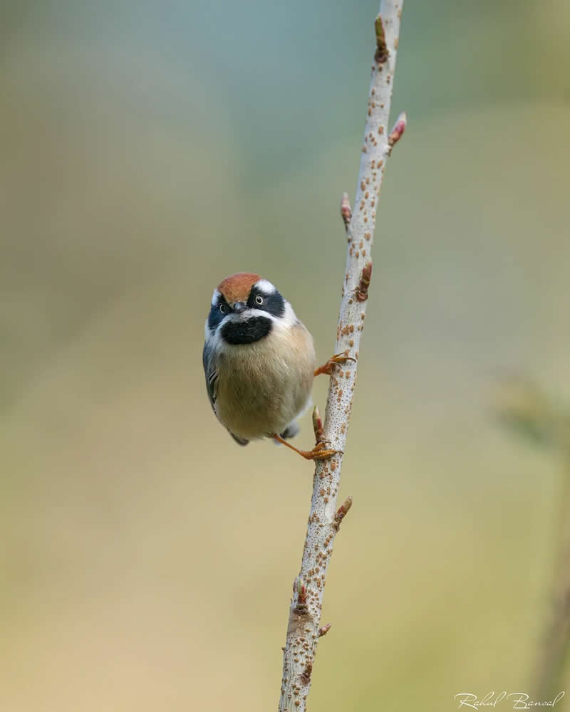 Rarest Bird Black-Throated Bushtit Photos