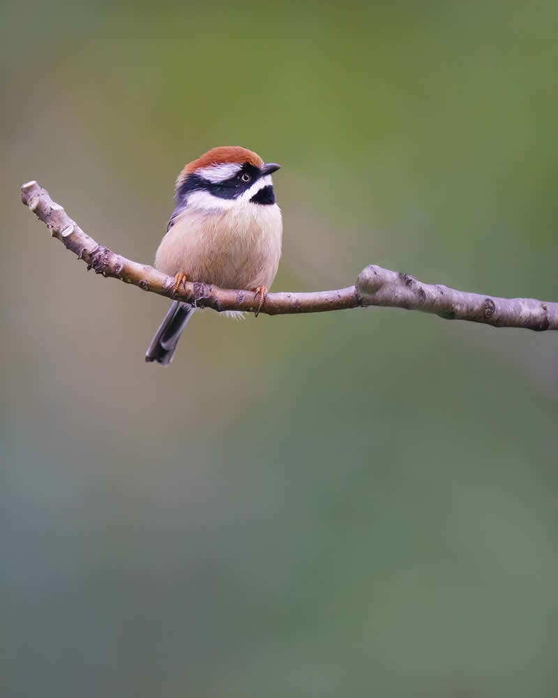 Rarest Bird Black-Throated Bushtit Photos