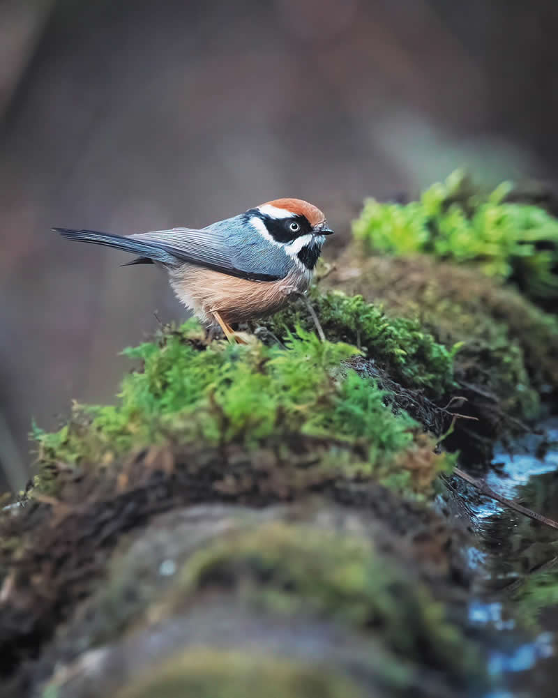 Rarest Bird Black-Throated Bushtit Photos