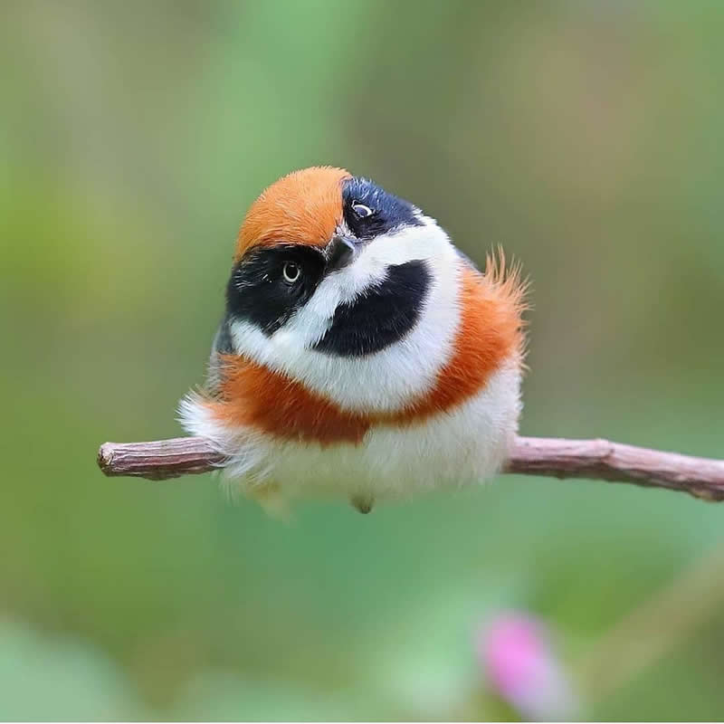 Rarest Bird Black-Throated Bushtit Photos