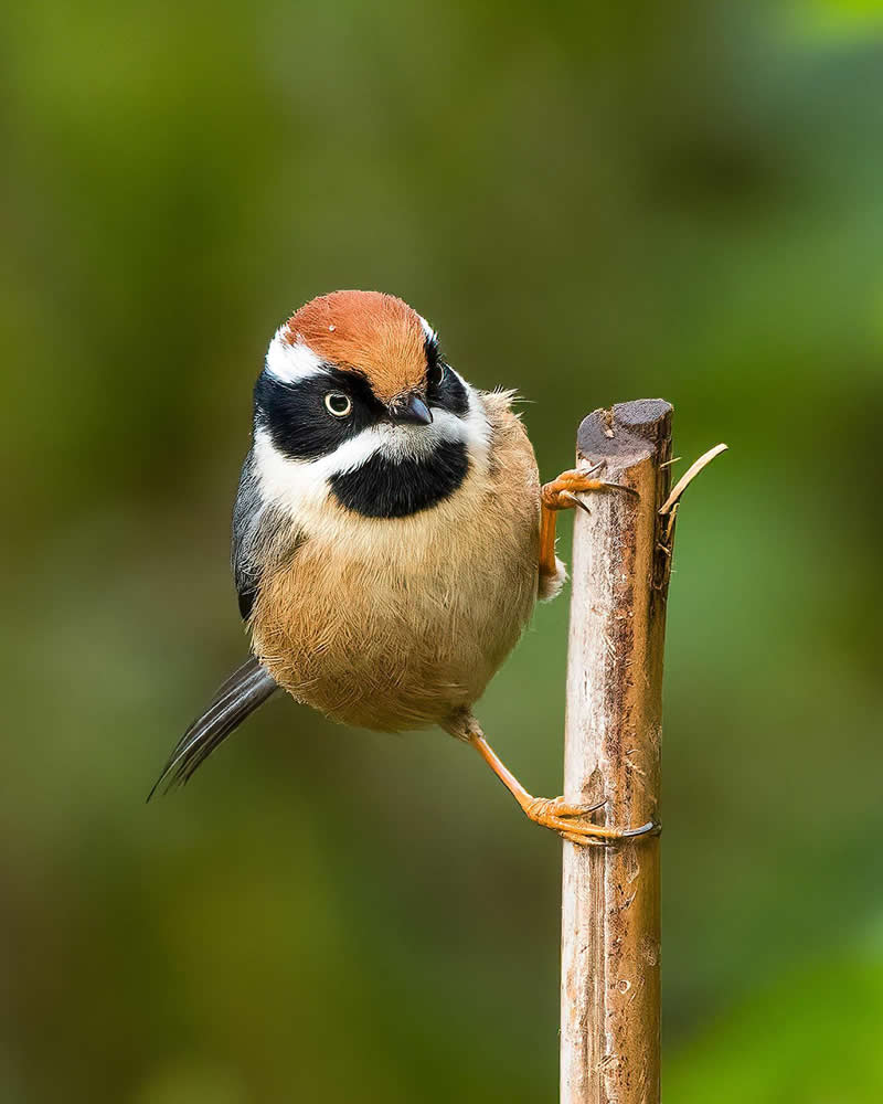 Rarest Bird Black-Throated Bushtit Photos