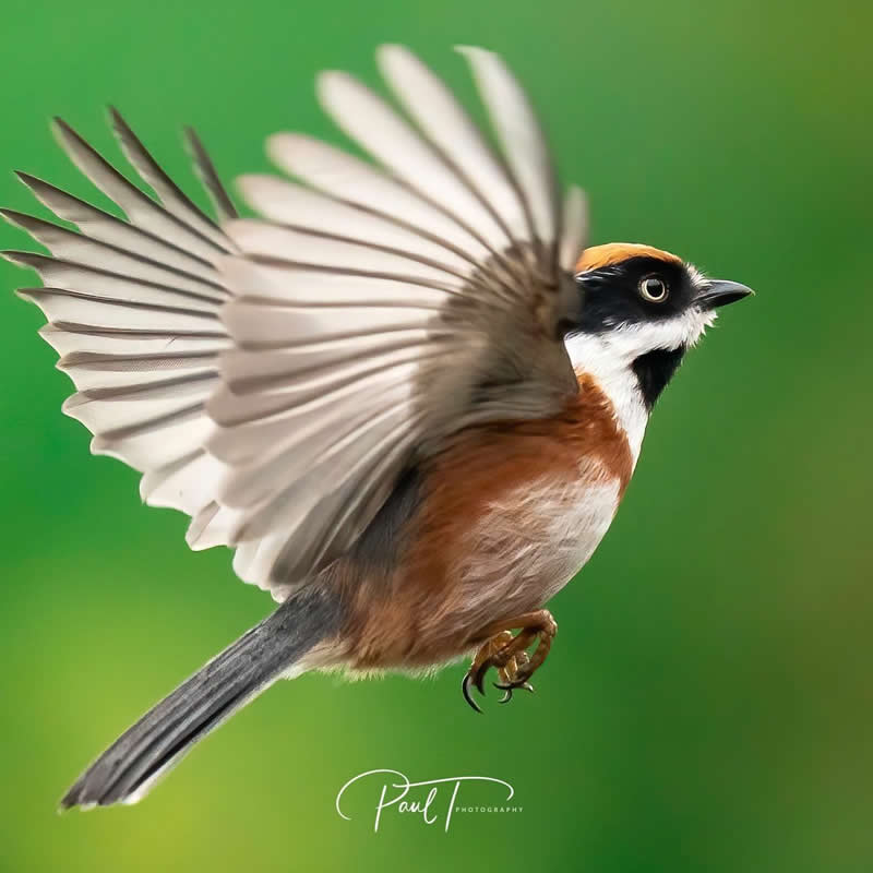 Rarest Bird Black-Throated Bushtit Photos