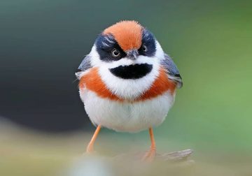 Rarest Bird Black-Throated Bushtit Photos