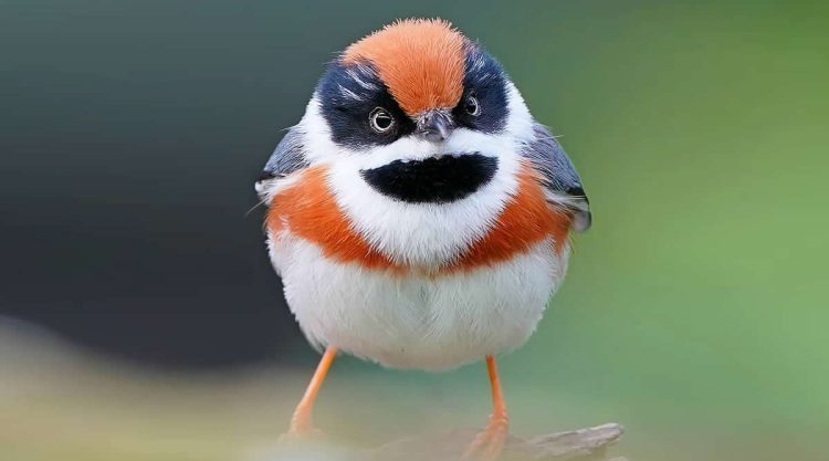 Rarest Bird Black-Throated Bushtit Photos
