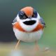 Rarest Bird Black-Throated Bushtit Photos